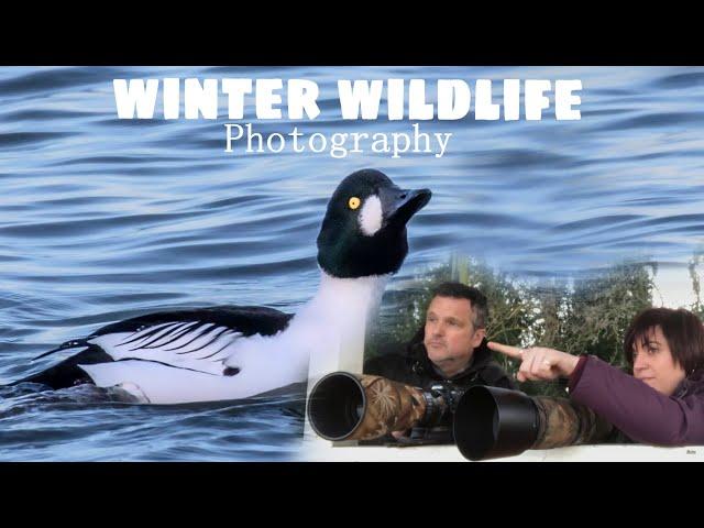 Winter Bird Photography Mistley Wildlife With Rich And Gem Rare Ducks