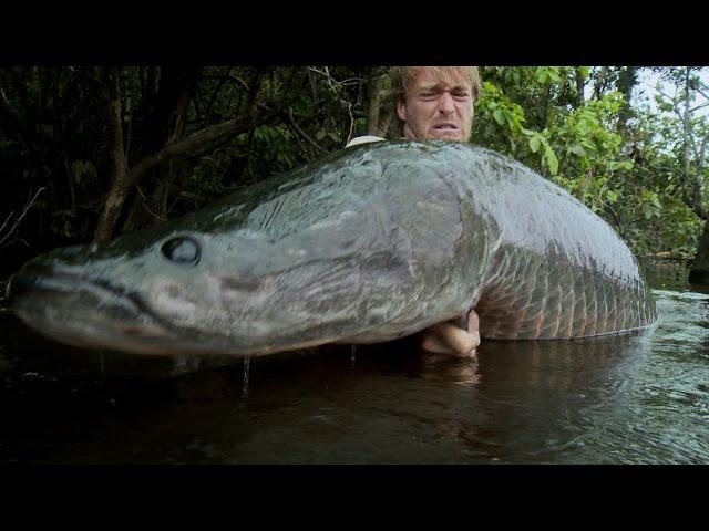 Hunting for a Giant Arapaima | Jakub Vagner: Big Fish Man