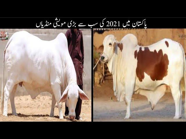 World's Biggest Cattle Market in Pakistan | Cow Mandi 2021 Eid ul Adha | Sher Ali Tv