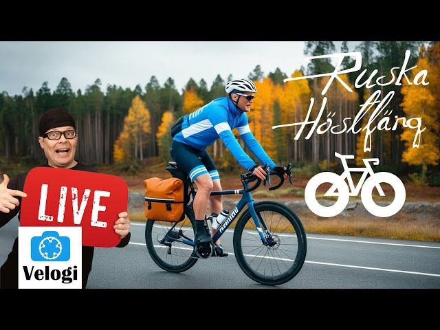 Ruska-pyöräilyn seuranta ft. Arto Vallivirta | Velogi LIVE IX/2024