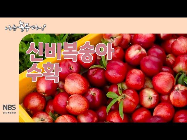 [나는농부다 257회] 신비복숭아 수확