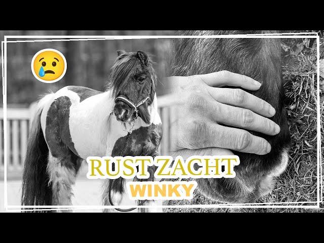 AFSCHEID nemen van WINKY... || VLOG Paardzoektbaas