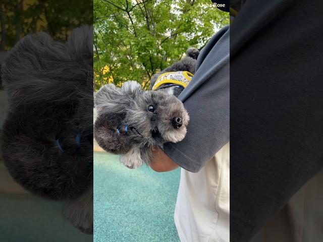 신나게 산책하다 방전된 강아지 #shorts #강아지 #강아지일상 #puppy