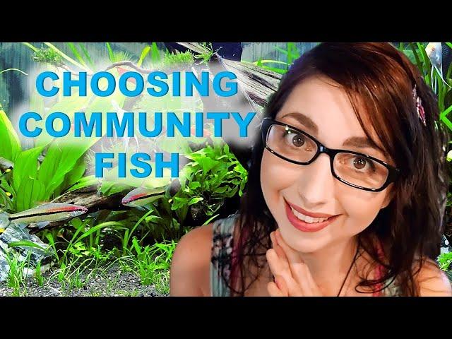 How To Choose Community Fish For Your Aquarium | Starting A Community Fish Tank