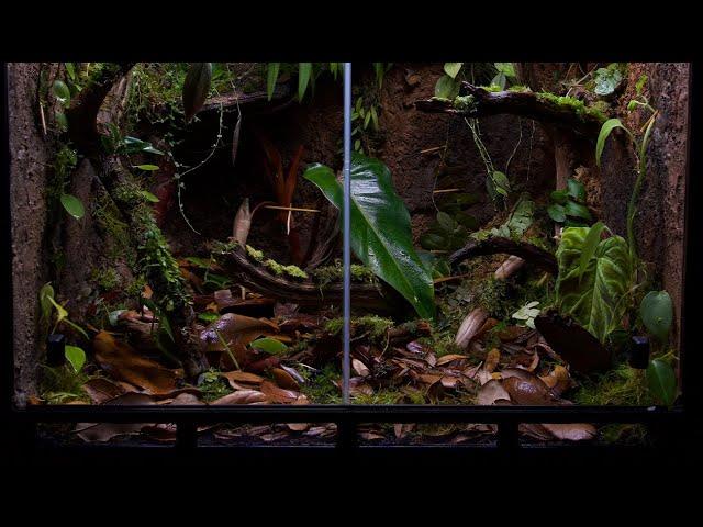 Insitu Ecosystems Amazonia Vivarium Complete Build Tutorial!!!