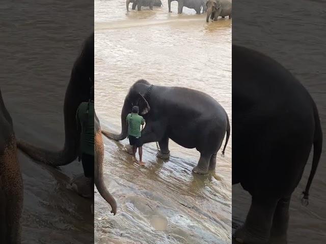  How to move an Elephant - Pinnawala Elephant Orphanage, Part 2