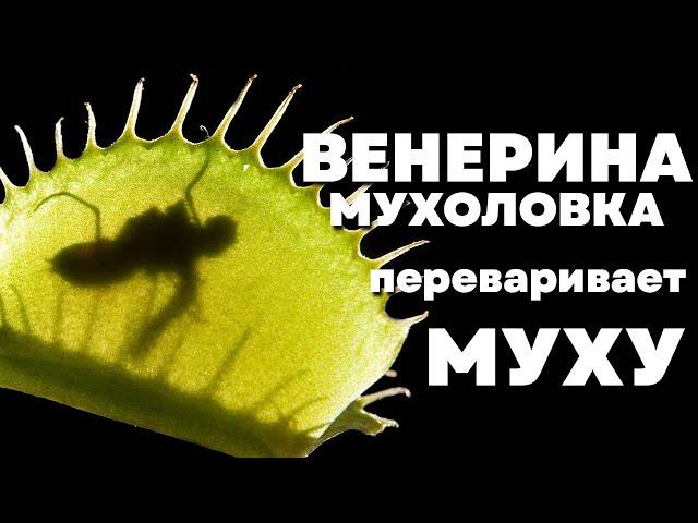 Венерина мухоловка ест муху.