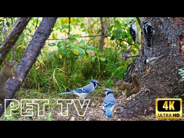 Beautiful Birds and Squirrels in an Evergreen Forest | Entertainment for Pets and Nature-Lovers