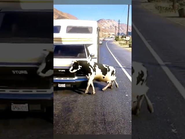 Shorts COW  VIDEO/ Cow  Accident  #cow #cowsong #cowvideos #trending #shorts #lavacalola