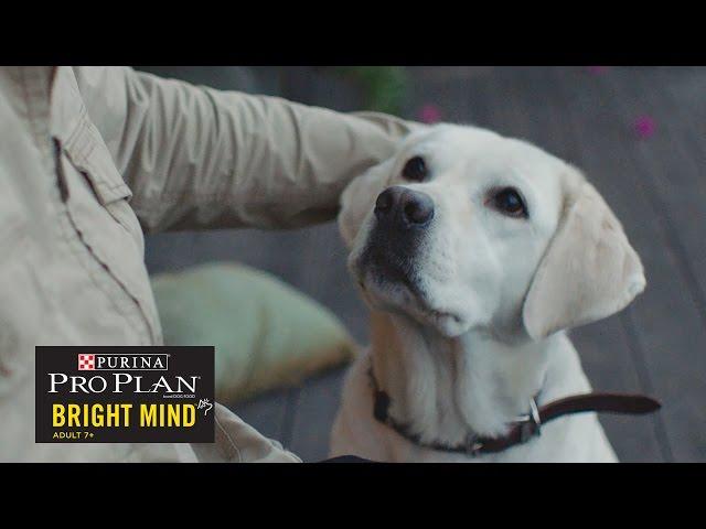 When A Guide Dog Retires// Presented By BuzzFeed & Purina Pro Plan Bright Mind