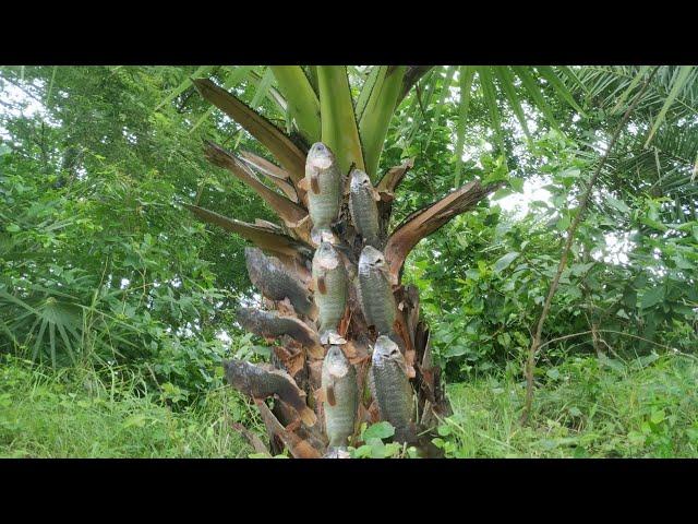 Unbelievable catfish are climbing on palm tree. Unique fish climbing video. Fish VS Tree.