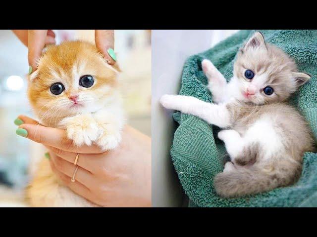 Baby Cats - Cute and Funny Cat Videos Compilation #40 | Aww Animals