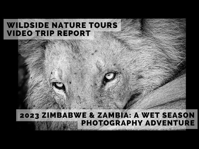 Wildside Nature Tours 2023 Zimbabwe & Zambia: A Wet Season Photography Workshop Trip Video