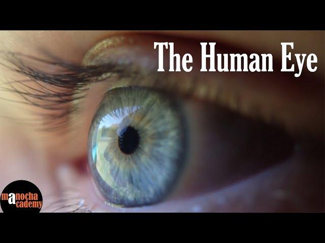 Human Eye