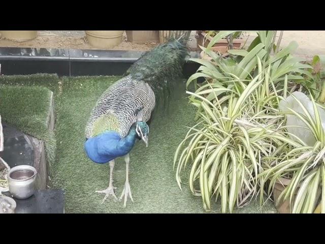 PEACOCK 