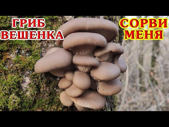7 килограмм грибов ВЕШЕНКИ обыкновенной за 30 минут! Рядом с домом!