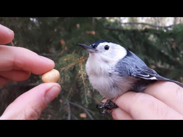 BirdBytes - How many nuts could a nuthatch hatch if a nuthatch could hatch nuts?