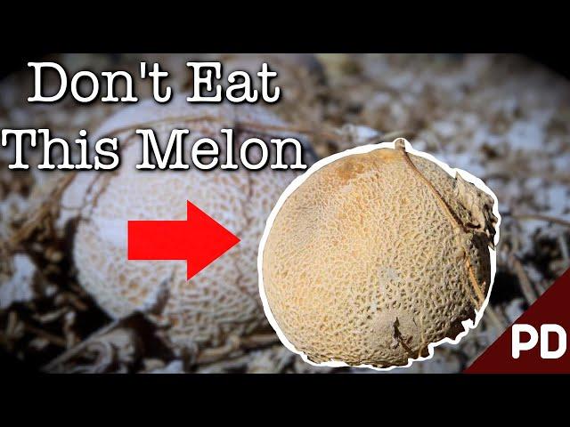 Scandal: The 2011 Cantaloupe Listeriosis Outbreak | Short Documentary | Plainly Difficult