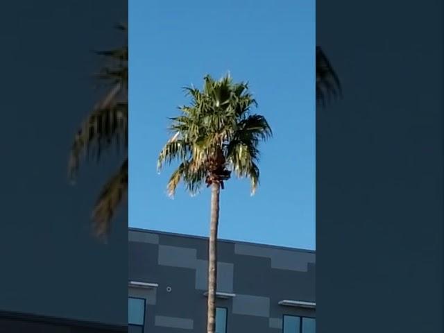 15. Palm Trees at Home 15 [2022] - #shorts #fyp #fy #trending #j8 #palmtrees #readdescription