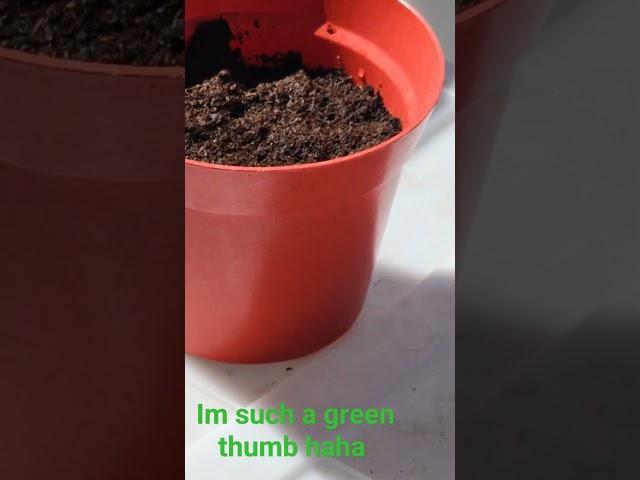 #greenthumb #garden