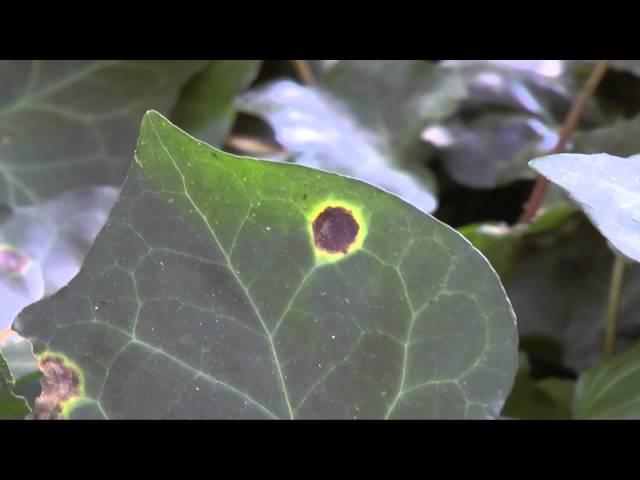 Bacterial leaf spot of ivy