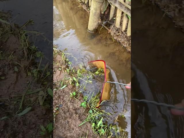 Menangkap Ikan Channa Besar  Di kanal - kanal kebun Sayur