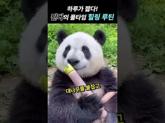 하루가 짧다! 판다의 풀타임 힐링 루틴