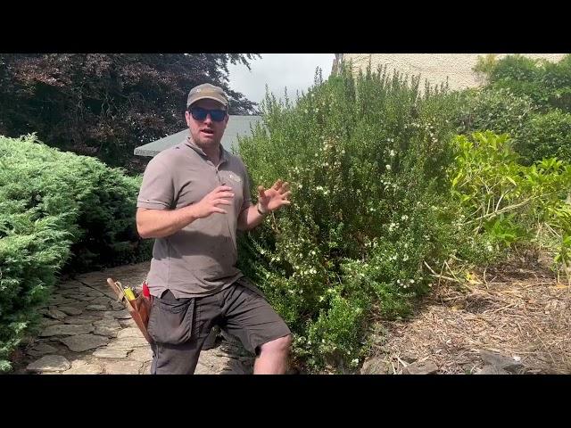 All About Myrtus Communis (Common Myrtle)
