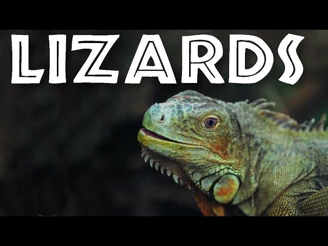 All About Lizards for Kids - Facts About Lizards for Children: FreeSchool