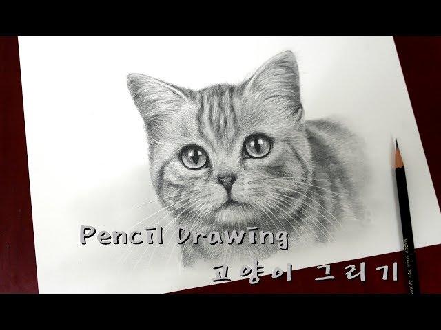 연필드로잉 - 동물(고양이) 그리기 1배속 [ Drawing animal/How to draw a cat ]