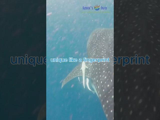 The Easy Way to Explore Whale Shark Habitats Without Leaving Home