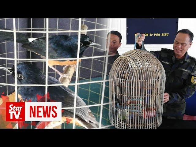 GOF rescues 30 wild birds worth RM24,000