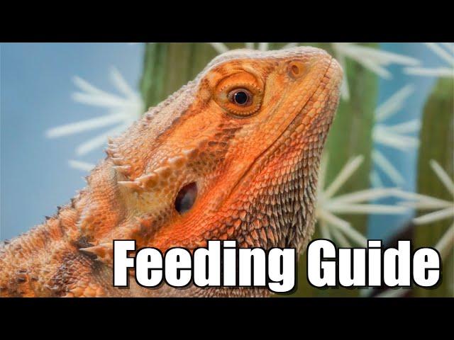 COMPLETE Bearded Dragon Feeding Guide