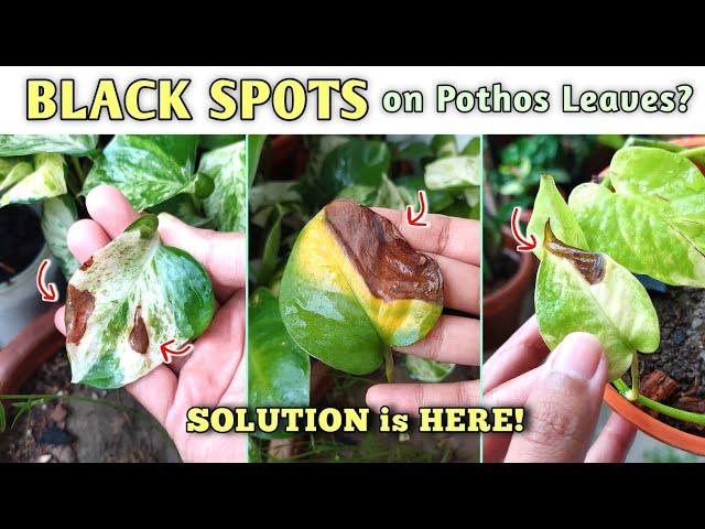 ABSOLUTE SOLUTION for Money Plant Leaves BLACK SPOTS (Pothos)