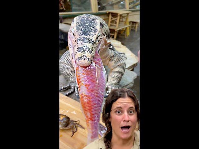 GIANT LIZARD VS SALMON