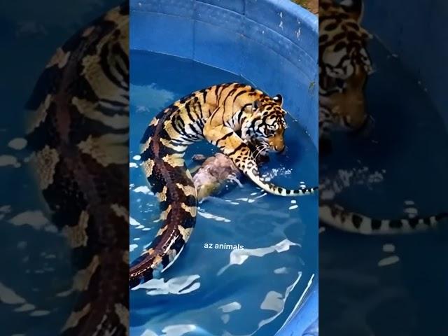 Tiger turns into a snake #animals #short