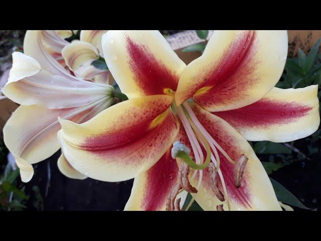 #lilium #лилии #дебби / Лилия ОТ- гибрид Дебби (лат. lilium OT-hybridum Debby). Краткие рекомендации