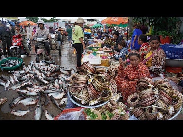 Cambodian Early Morning Fish Market - Daily Lifestyle & Activities of Vendors Selling Fish & More