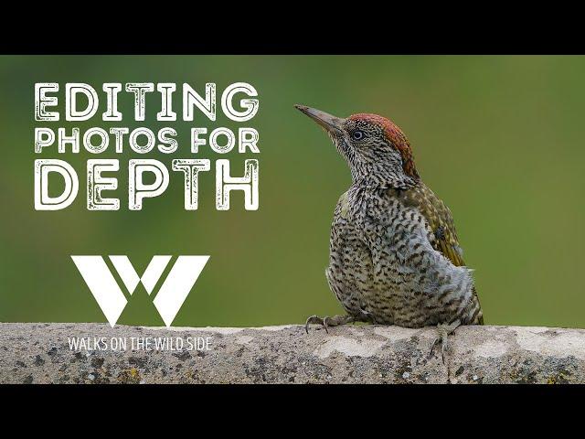 Bring your flat wildlife photos to life through editing