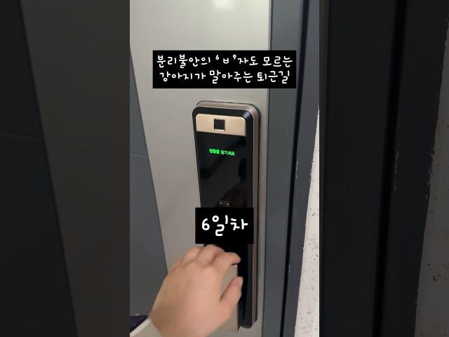 분리불안 없는게 아니라 그냥 나를 못 알아보는걸까ㅎ #강아지 #반려견 #분리불안 #반려동물 #pets #cutedog #웰시코기 #cute
