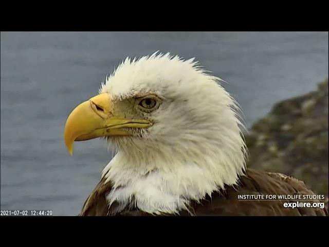 Two Harbors Bald Eagles - A Day with our little Family / Fireworks at the Harbor. 2-3 Jul 2021