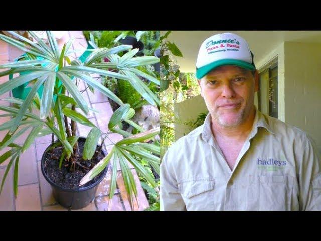 Repotting a Raphis Palm - Greg The Gardener