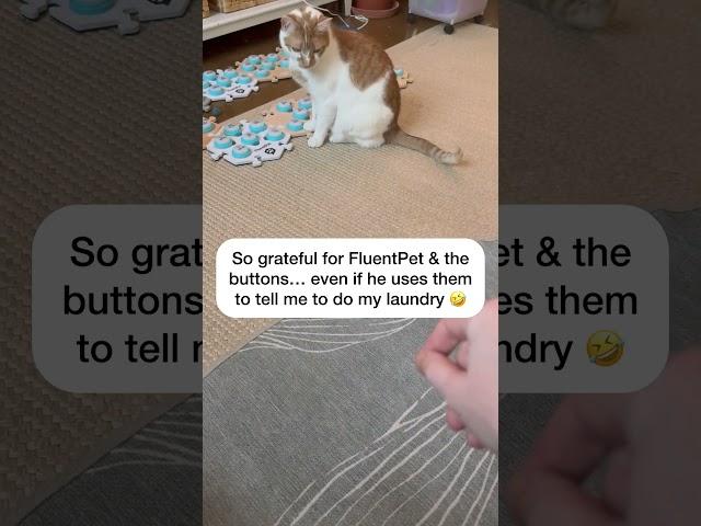 So thankful for my big brain cat!  #Catmanjohn #russellthecat #talkingcat #aiclearner #fluentpet