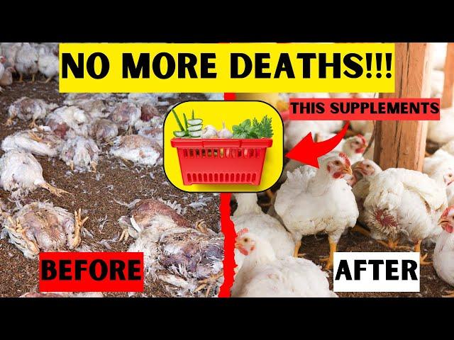 7 BEST ORGANIC SUPPLEMENTS THAT WILL SAVE YOUR CHICKENS FROM DEATH | NO MORE DEATHS