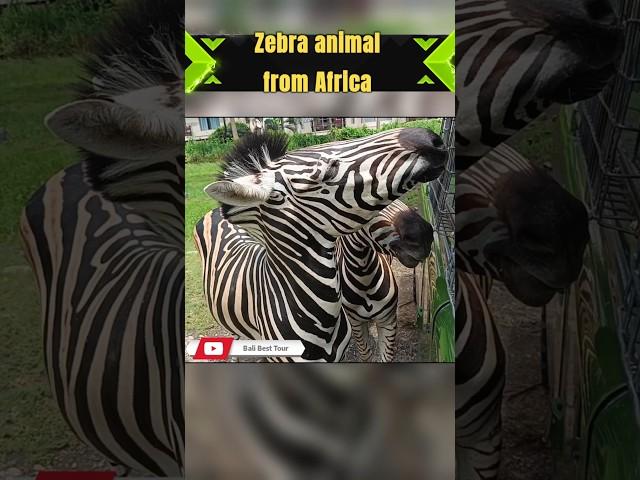 Zebra | Tour packages | Bali Taxi #balibesttourdriver #beautiful #animals