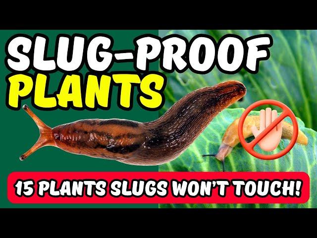 15 Plants Slugs WON’T Touch!   Slug-Proof Plants That Will PROTECT Your Garden! 