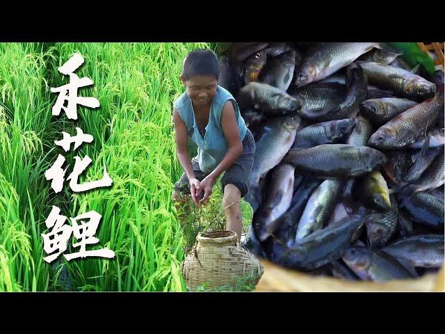 禾花落尽鲤鱼肥，这个方法捉鱼乐趣无穷，一鱼三味饱味蕾