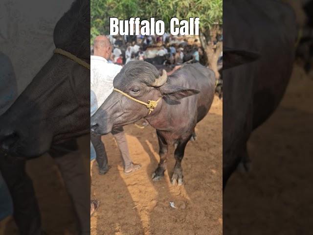 ചന്തയിൽ വില്പനക്ക് എത്തിയിട്ടുള്ള വളർത്തുപോത്ത്കുട്ടി Manjeri Chanda | Manjeri chantha | Malappuram