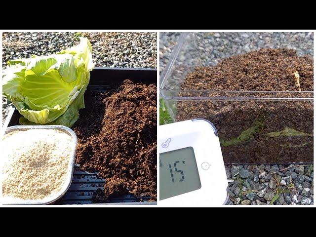 [Biodegradation] Experiment! Does food waste decompose even in low temperatures?