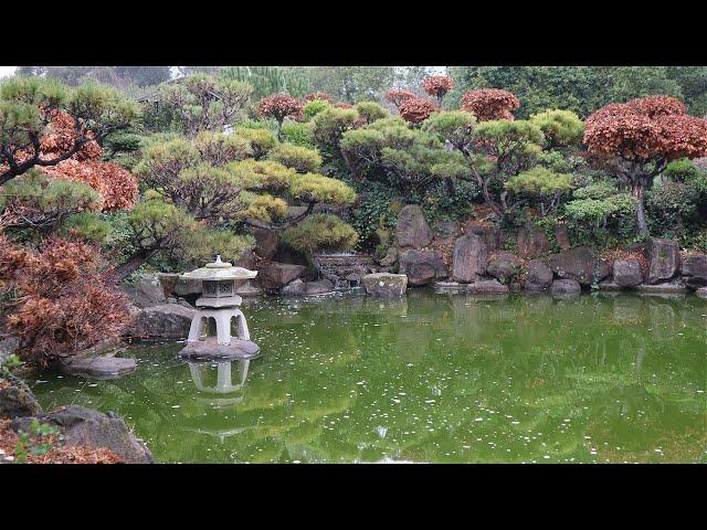 湾区周边游：周末拍照圣地 Hayward Japanese Garden